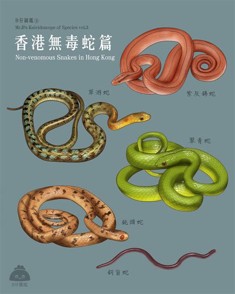 香港 蛇